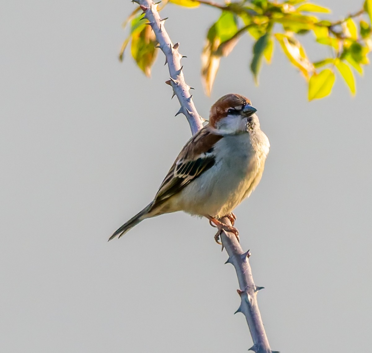 Russet Sparrow - ML646453746