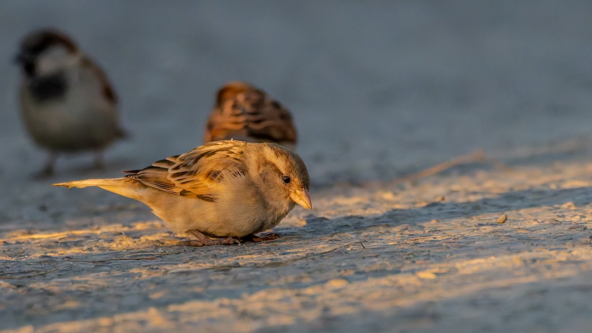 House Sparrow - ML646453747