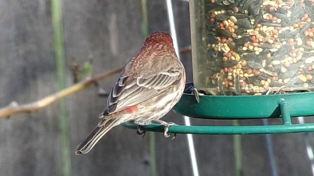House Finch - ML646453759