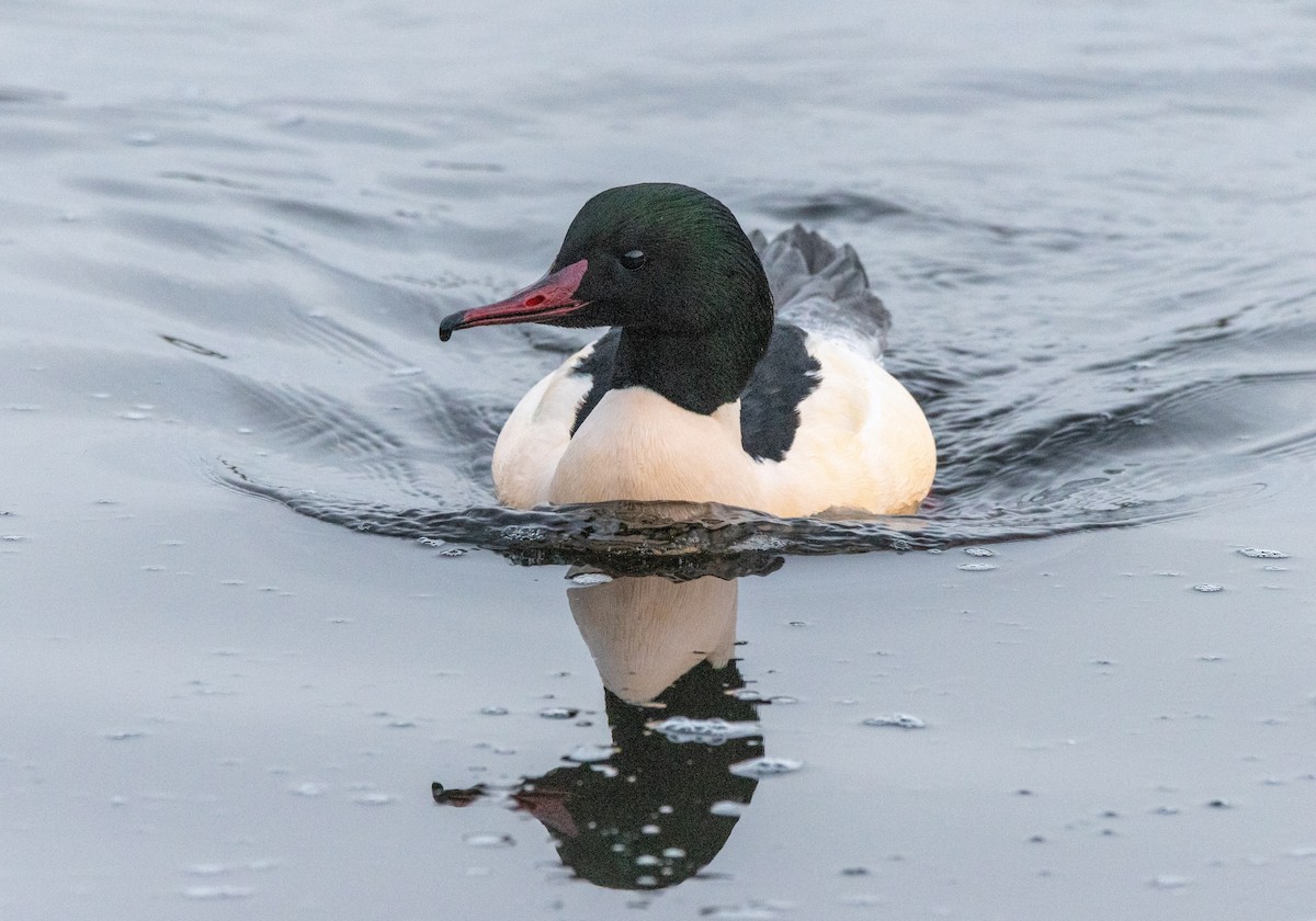 Common Merganser - ML646453761