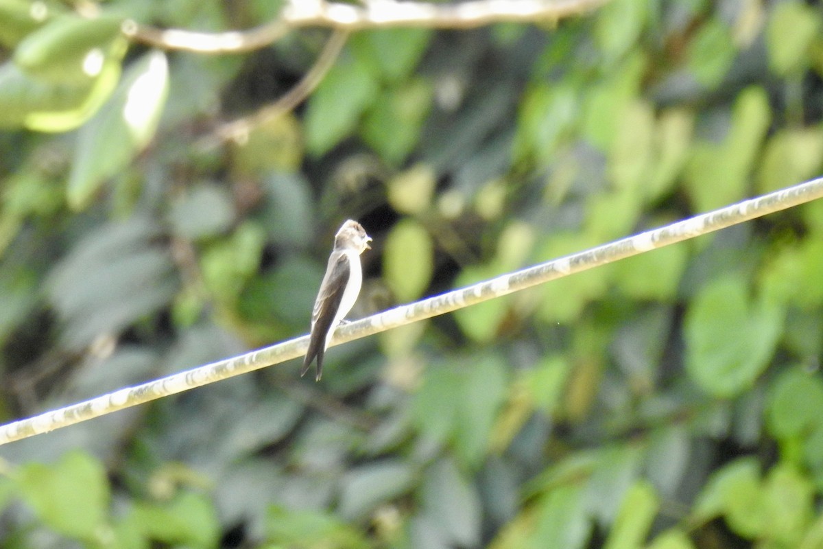 Southern Rough-winged Swallow - ML646453762