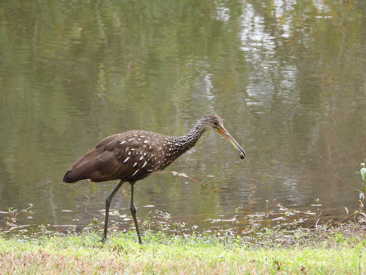 Limpkin - ML646453764