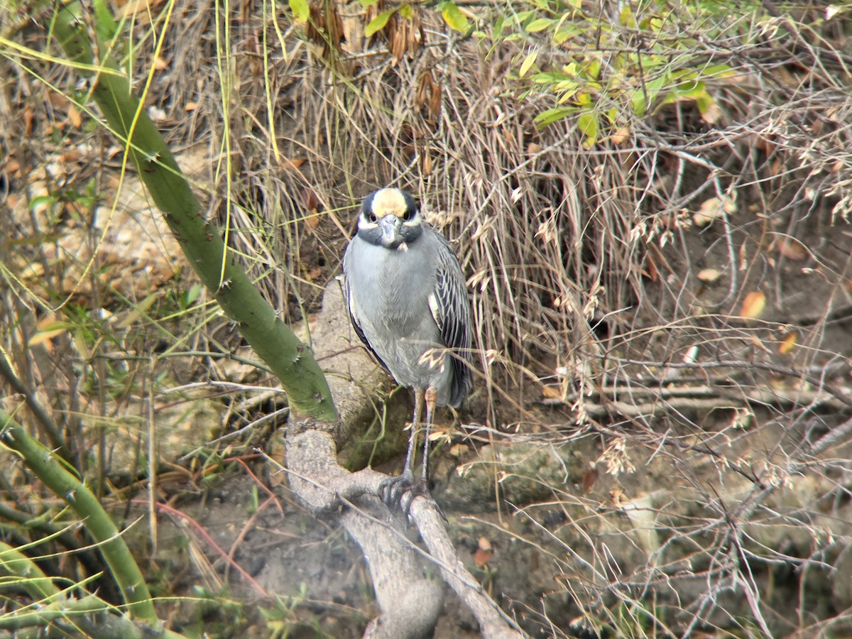 kvakoš žlutočelý - ML646453769