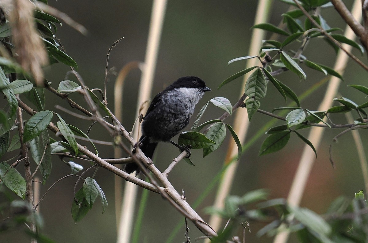 Black-backed Bush Tanager - ML646453770