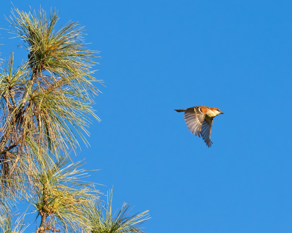 Russet Sparrow - ML646453775