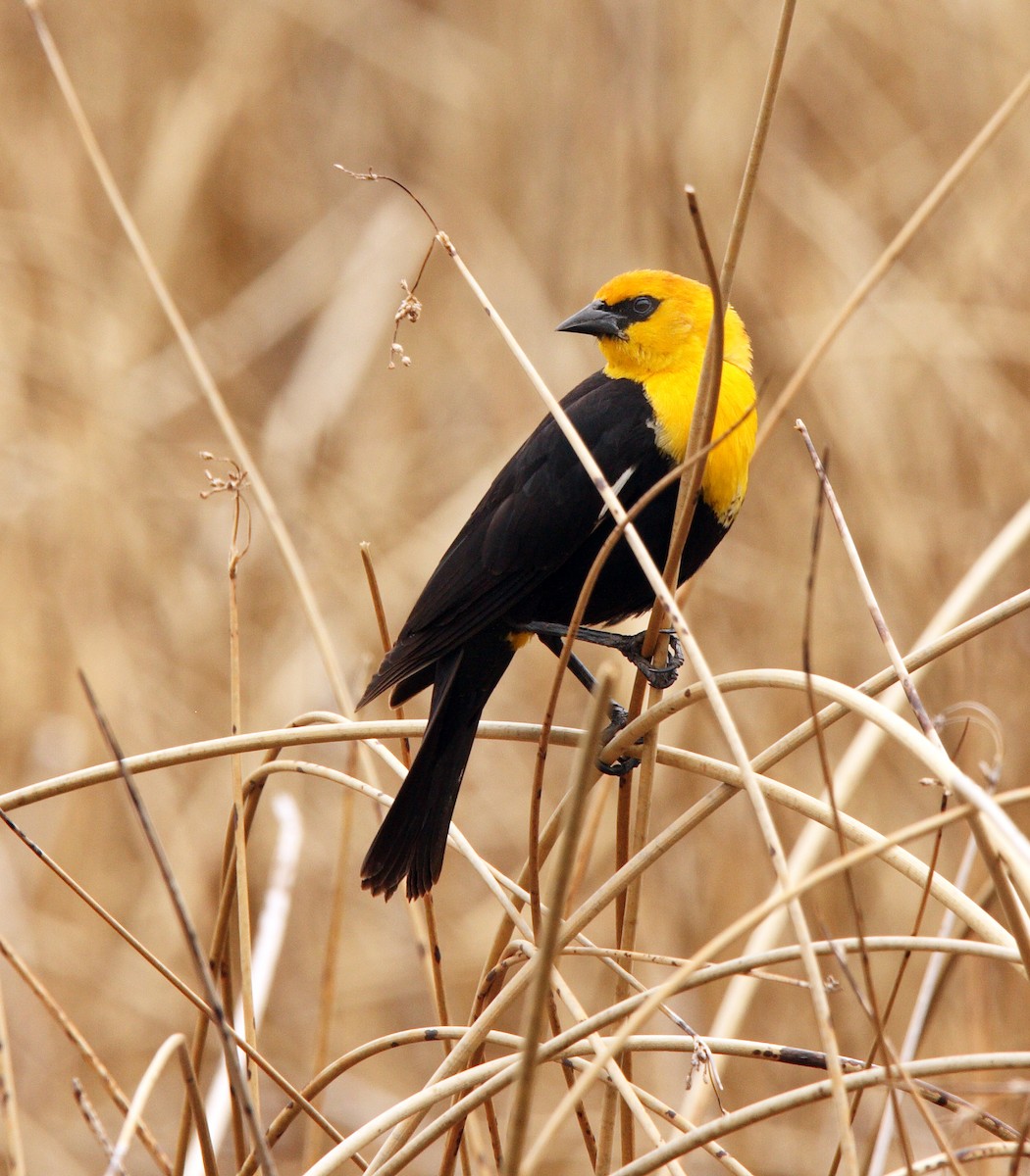 Yellow-headed Blackbird - ML646453776