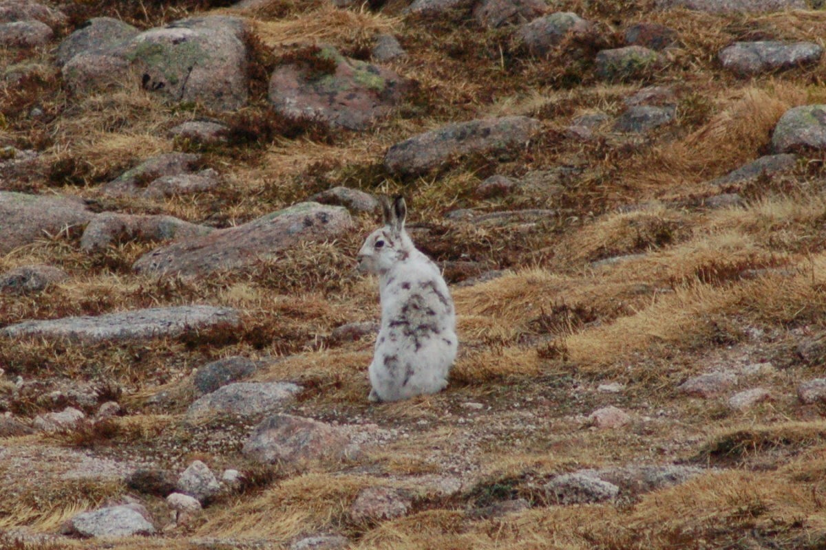 Mountain Hare - ML646453788