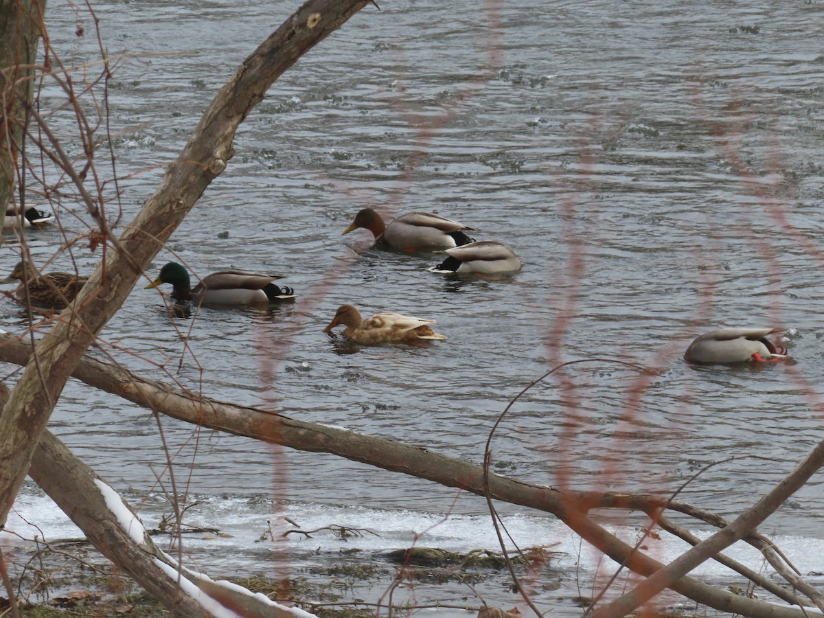 Stockente - ML646453789