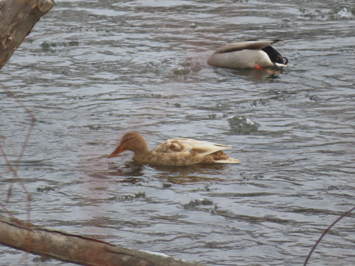 Stockente - ML646453790