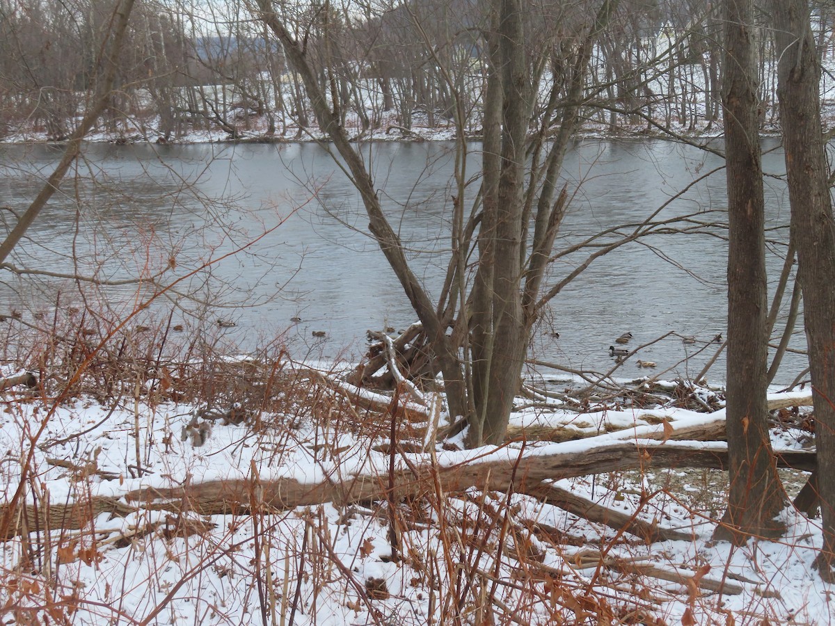 Stockente - ML646453791