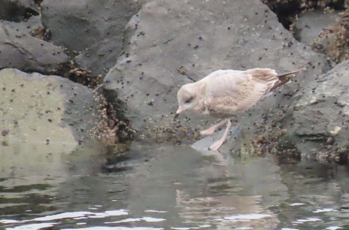 Short-billed Gull - ML646453794