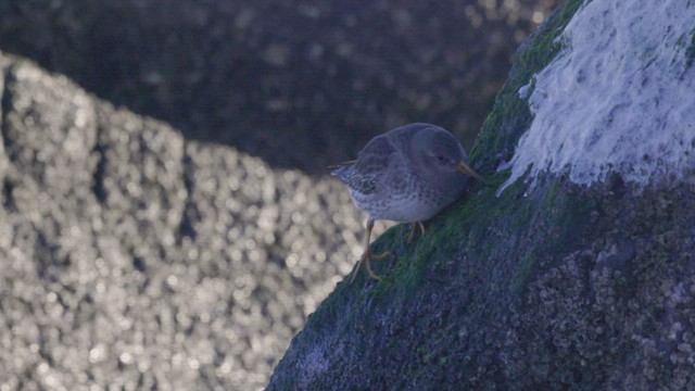 jespák mořský - ML646453798