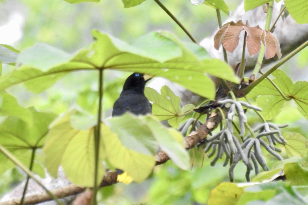 Crested Oropendola - ML646453800