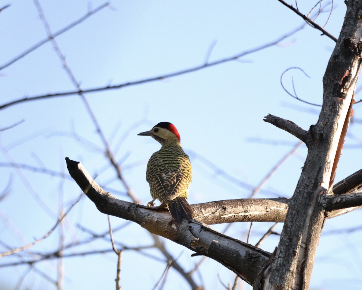 Green-barred Woodpecker - ML646453802
