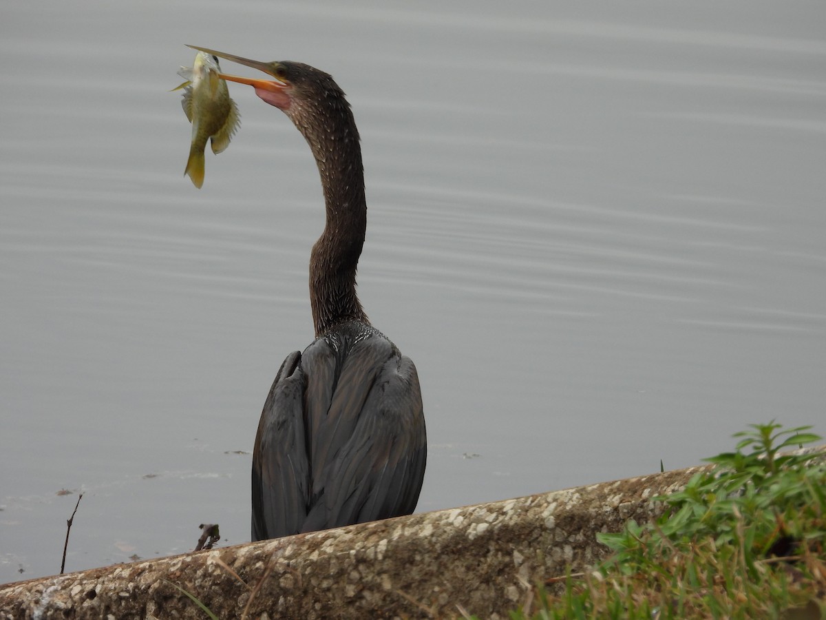 Anhinga - ML646453815