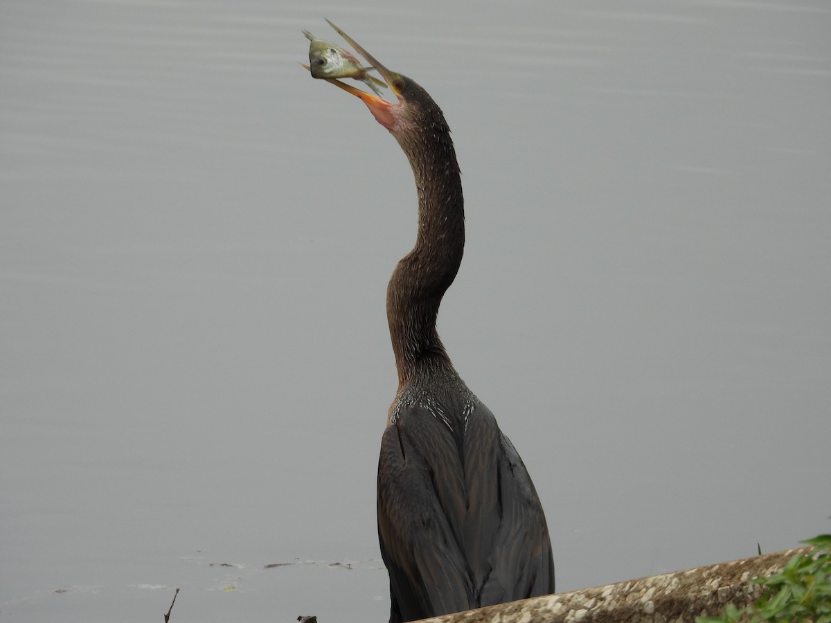 Anhinga - ML646453816