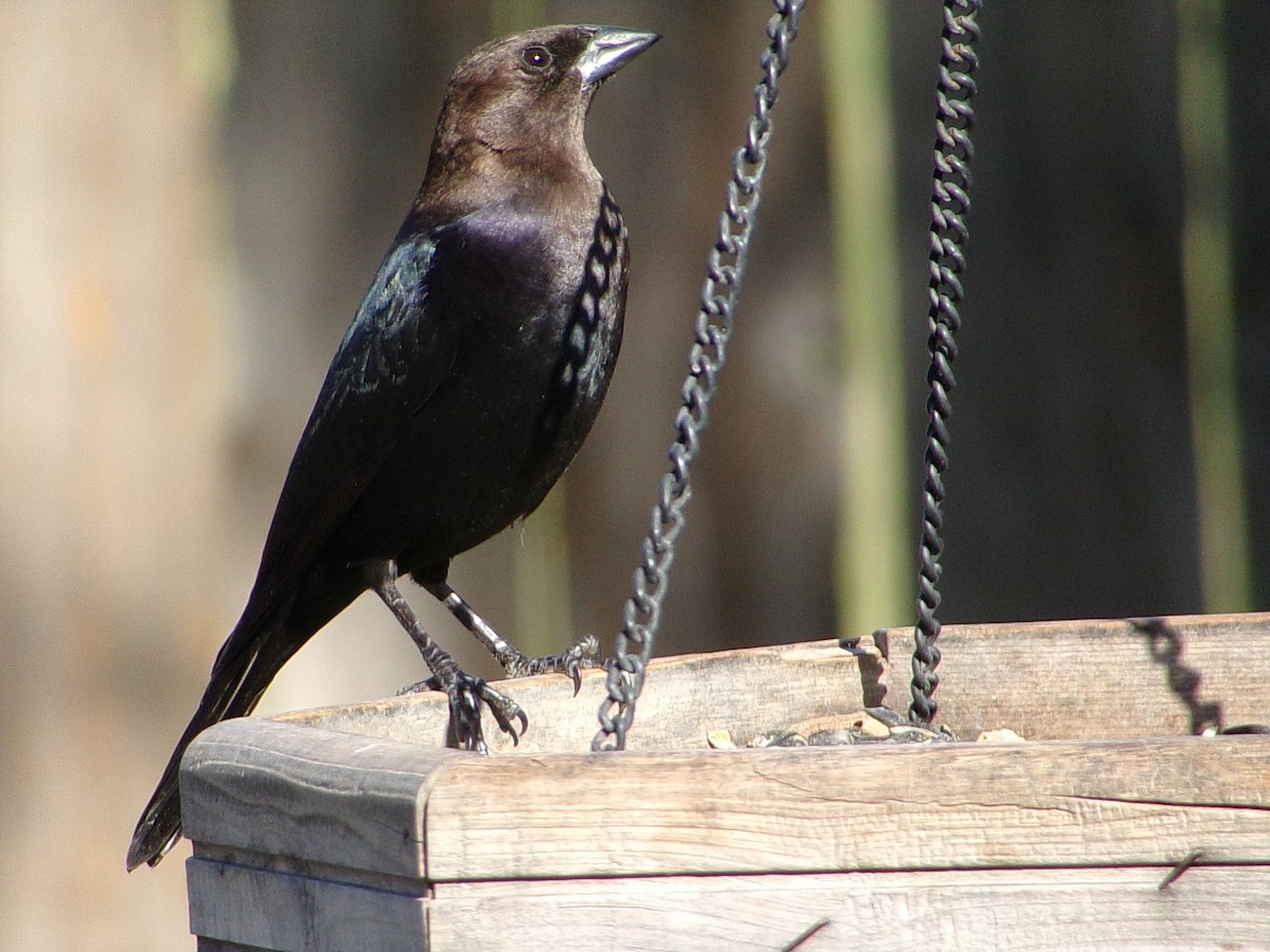 Braunkopf-Kuhstärling - ML646453819