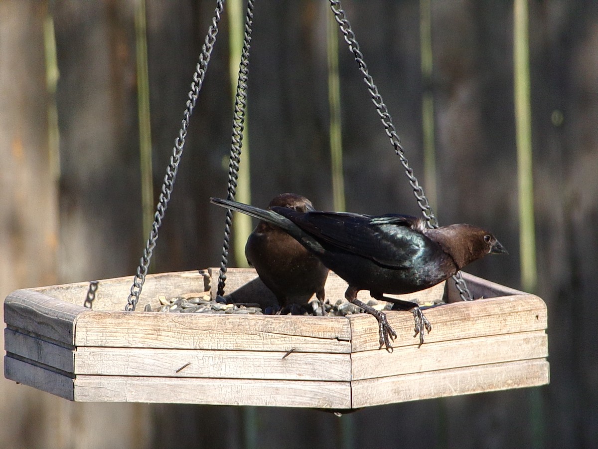 Braunkopf-Kuhstärling - ML646453820