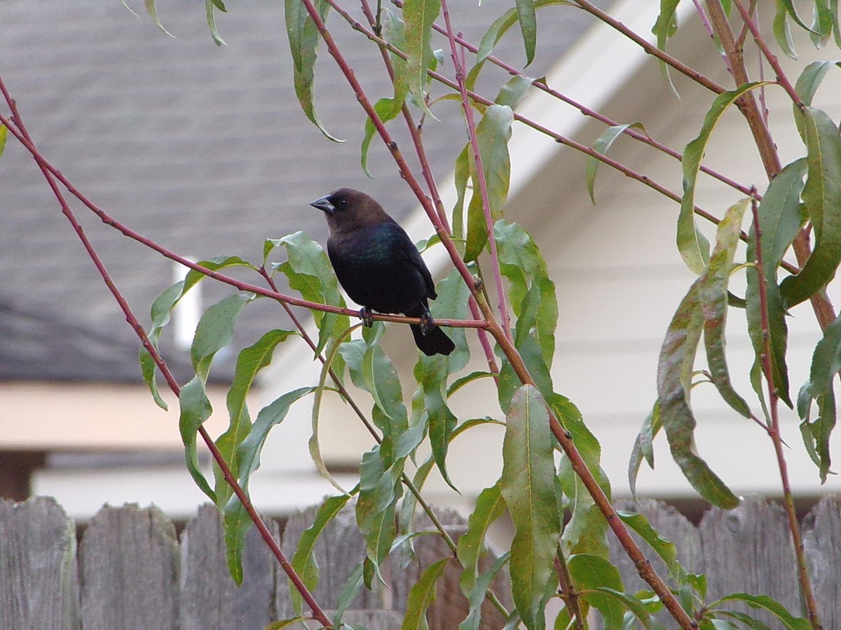 Braunkopf-Kuhstärling - ML646453821