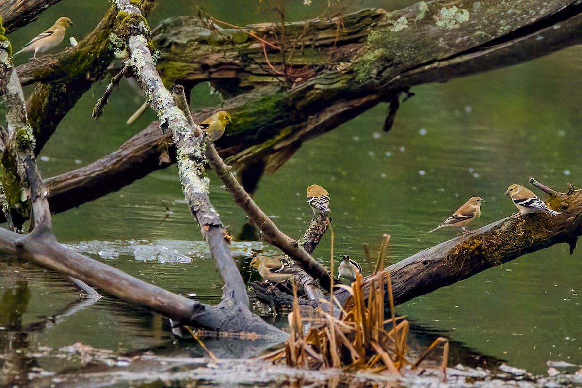 American Goldfinch - ML646453828
