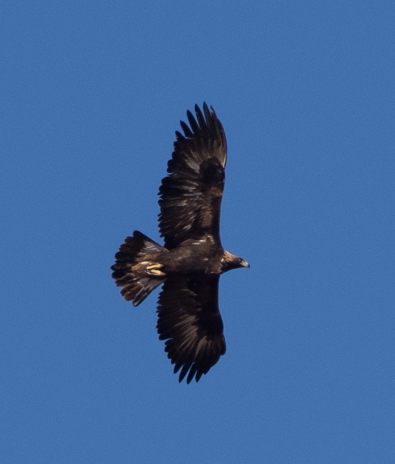 Aquila reale - ML646453830