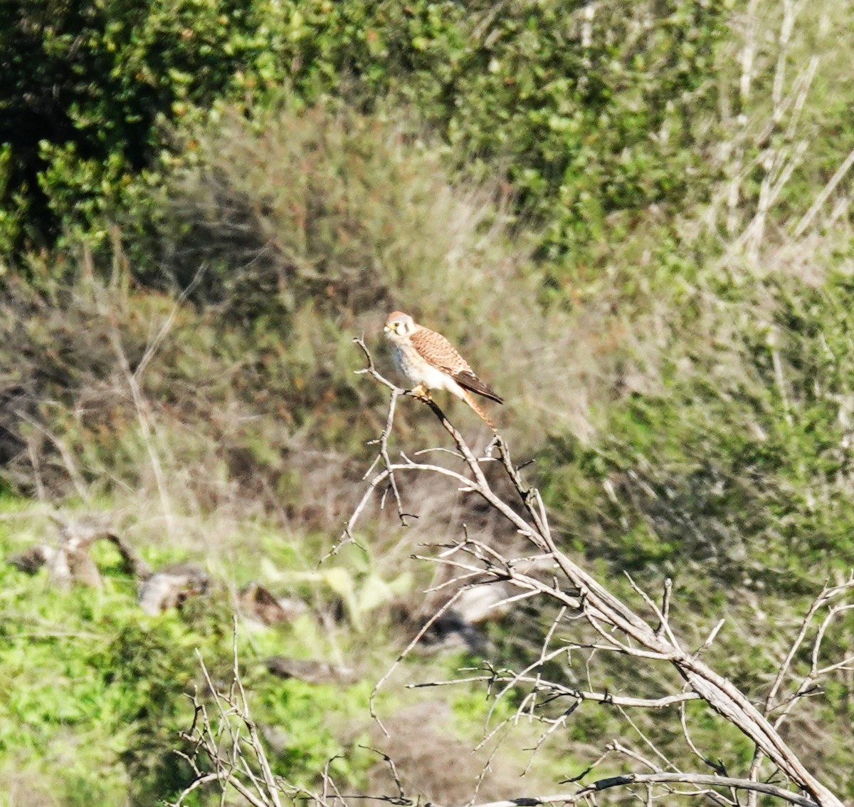 American Kestrel - ML646453831