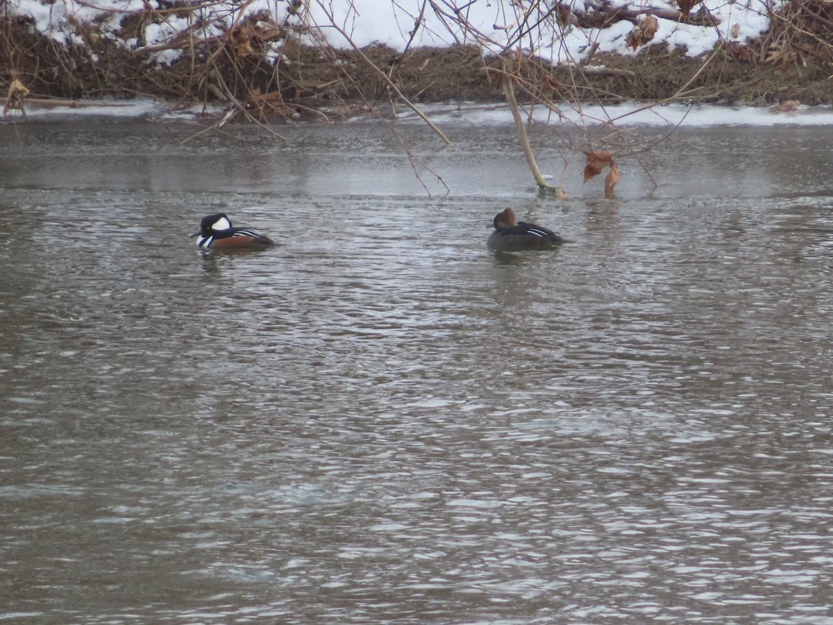 Kappensäger - ML646453832