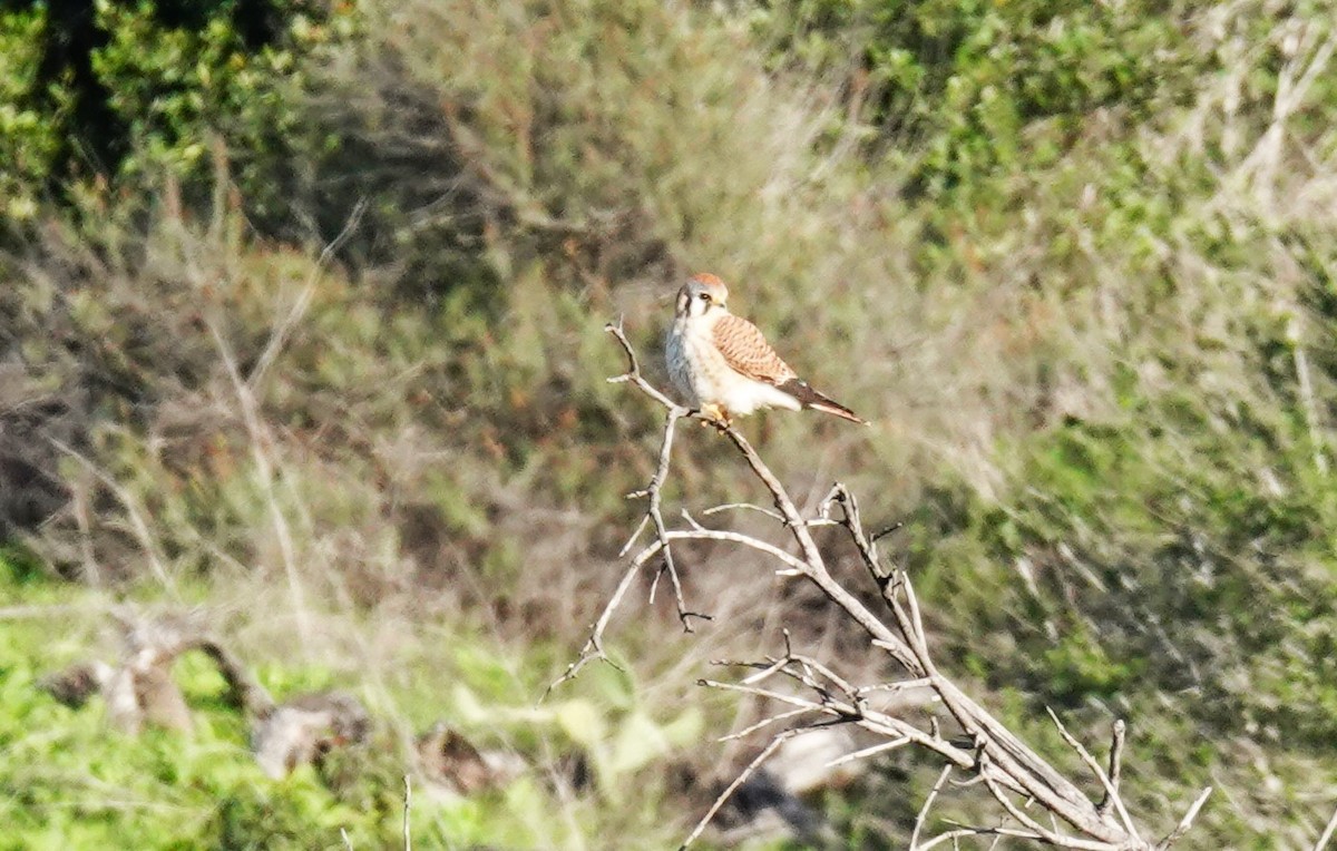 American Kestrel - ML646453837