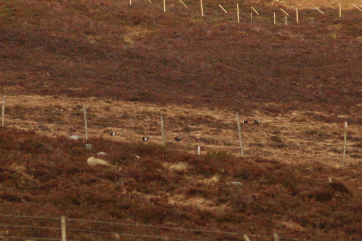 Black Grouse - ML646453838
