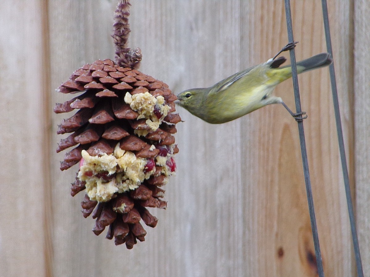 Orange-crowned Warbler - ML646453840