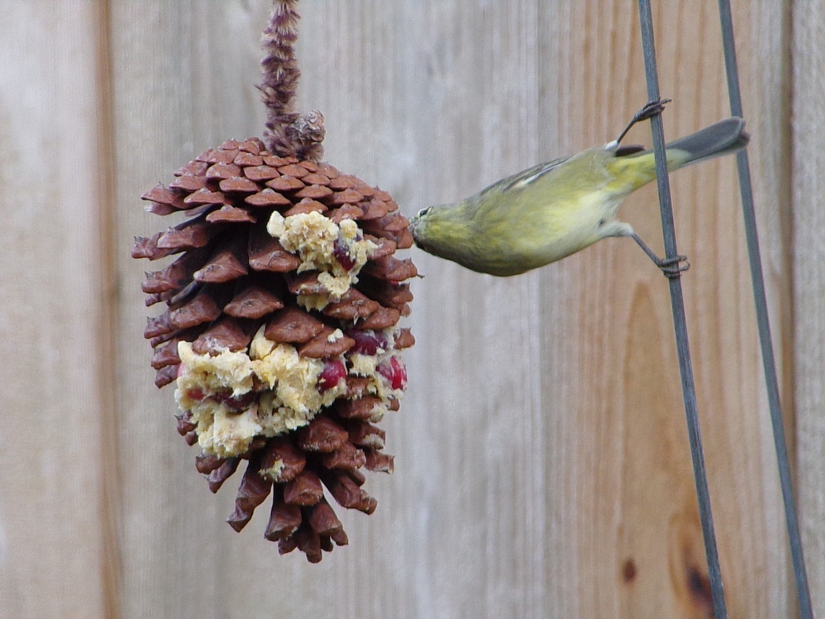 Orange-crowned Warbler - ML646453841