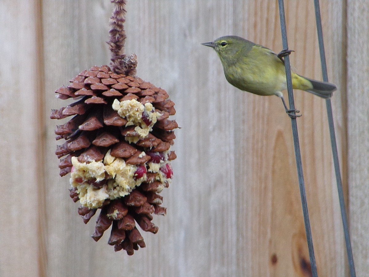 Orange-crowned Warbler - ML646453842