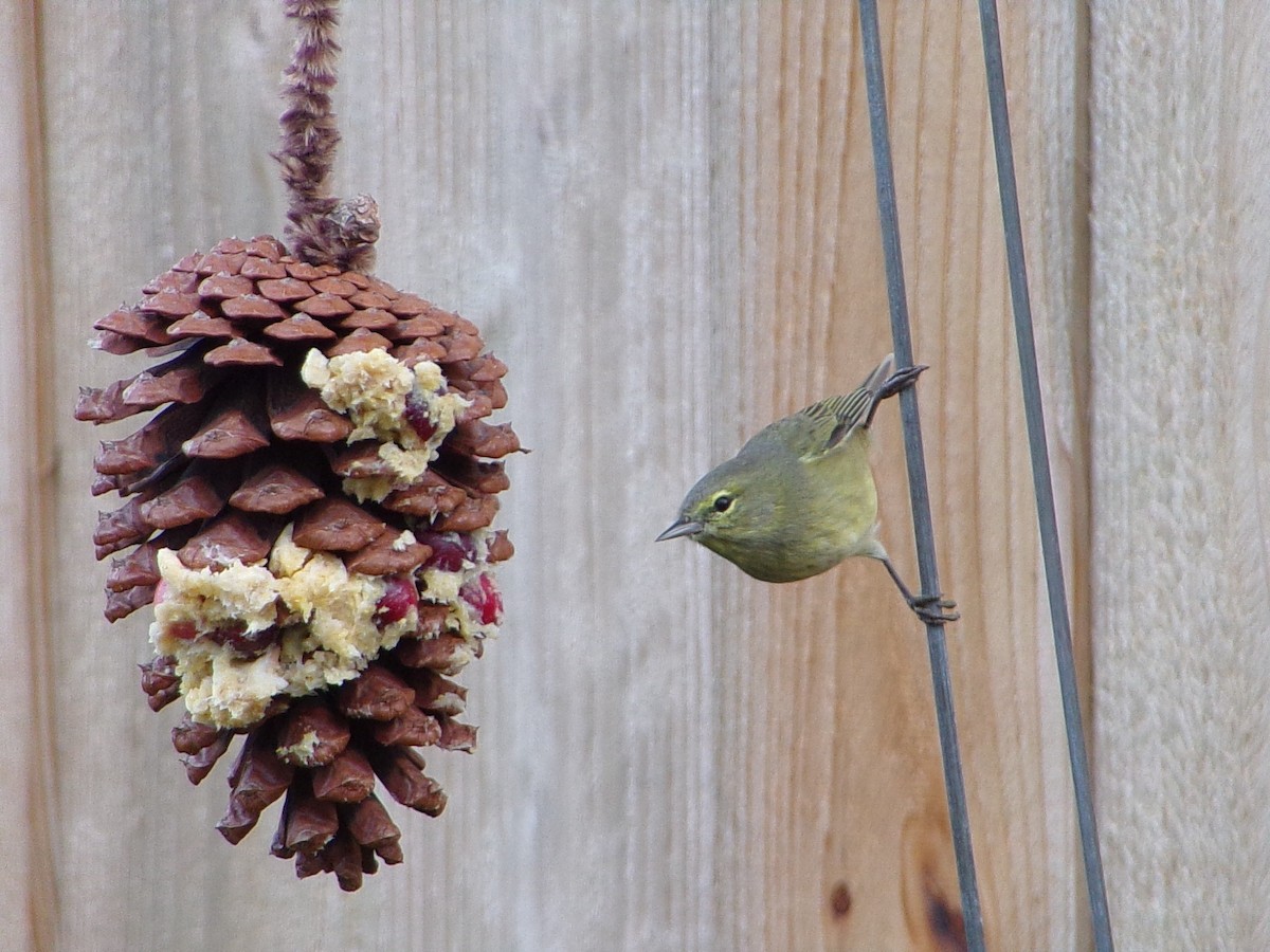 Orange-crowned Warbler - ML646453843