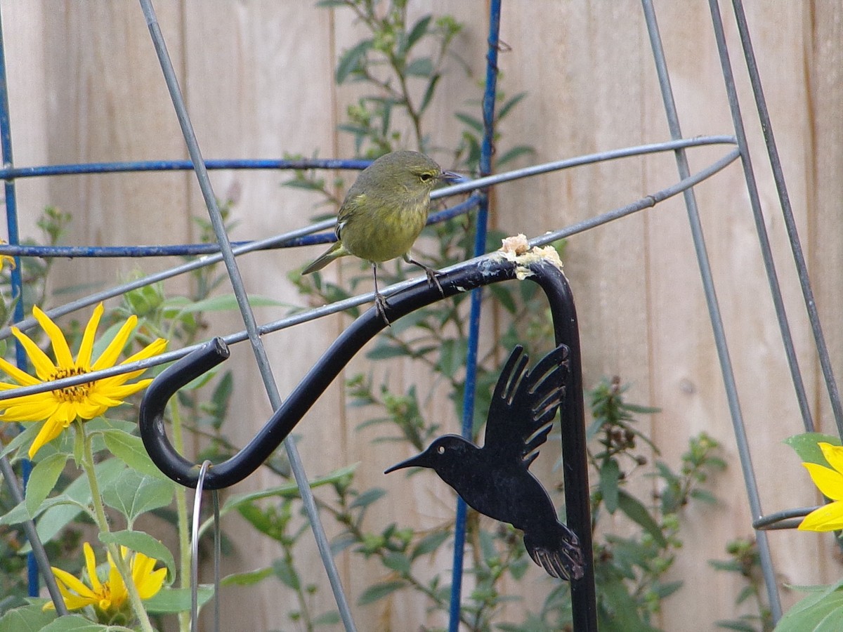 Orange-crowned Warbler - ML646453846