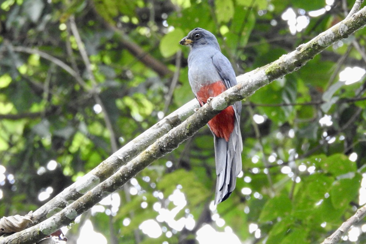Black-tailed Trogon - ML646453848