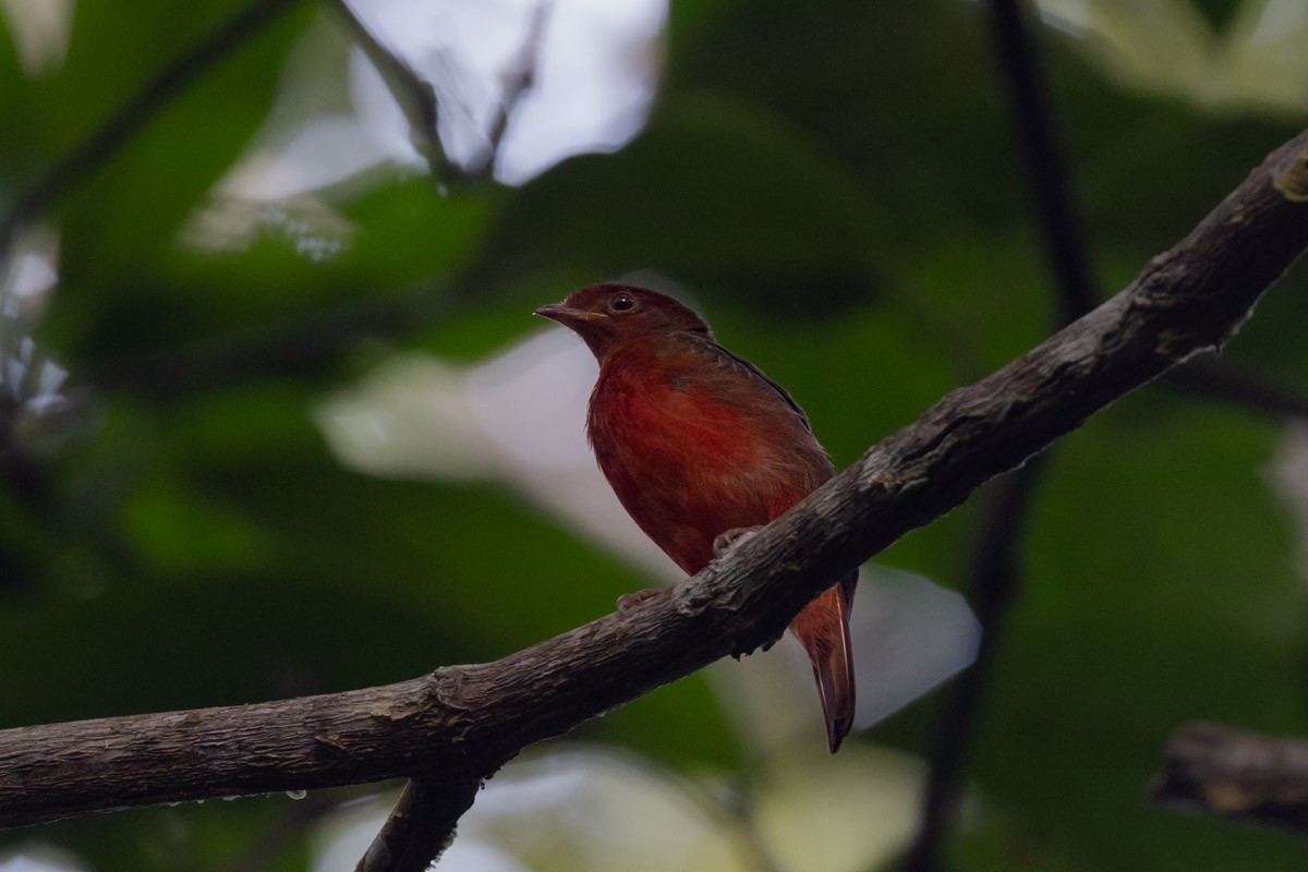 Guianan Red-Cotinga - ML646453849