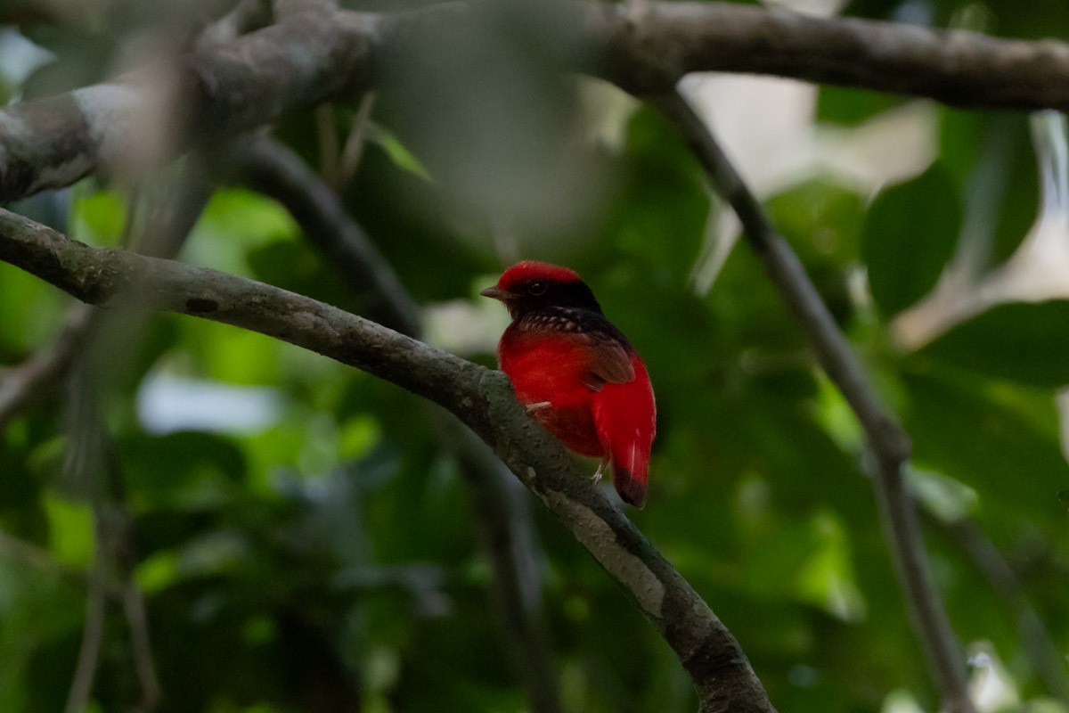 Guianan Red-Cotinga - ML646453850