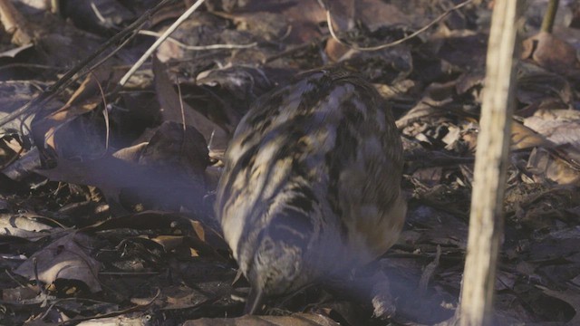 sluka americká - ML646453851