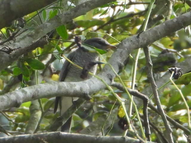 Black-headed Cuckooshrike - ML646453852