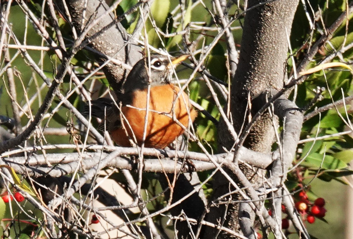American Robin - ML646453853