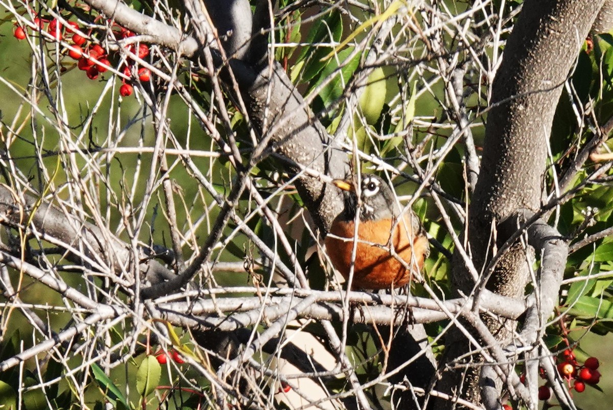 American Robin - ML646453854
