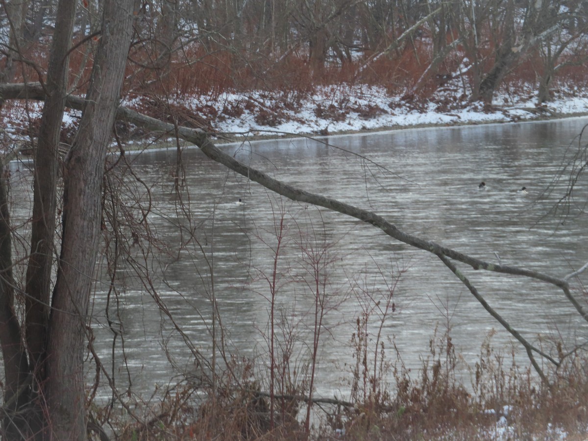 Gänsesäger - ML646453855