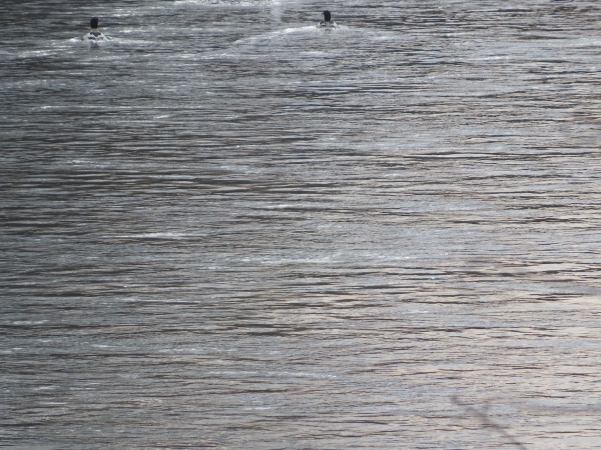 Gänsesäger - ML646453856