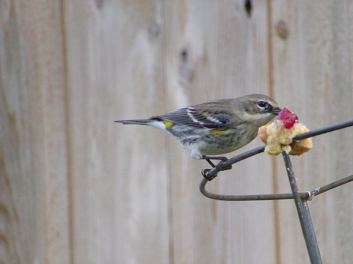Yellow-rumped Warbler (Myrtle) - ML646453873