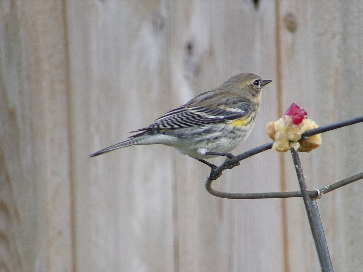 Yellow-rumped Warbler (Myrtle) - ML646453874