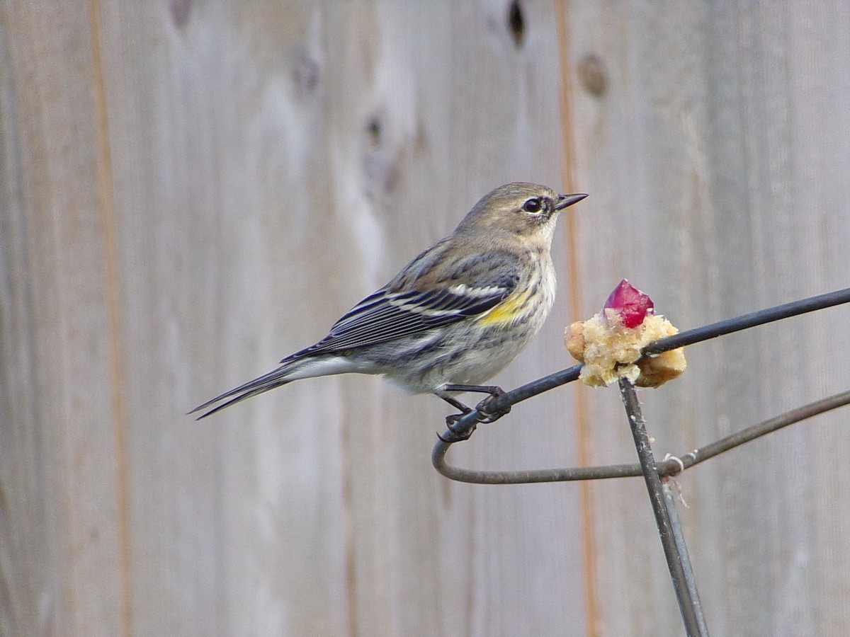 Yellow-rumped Warbler (Myrtle) - ML646453875