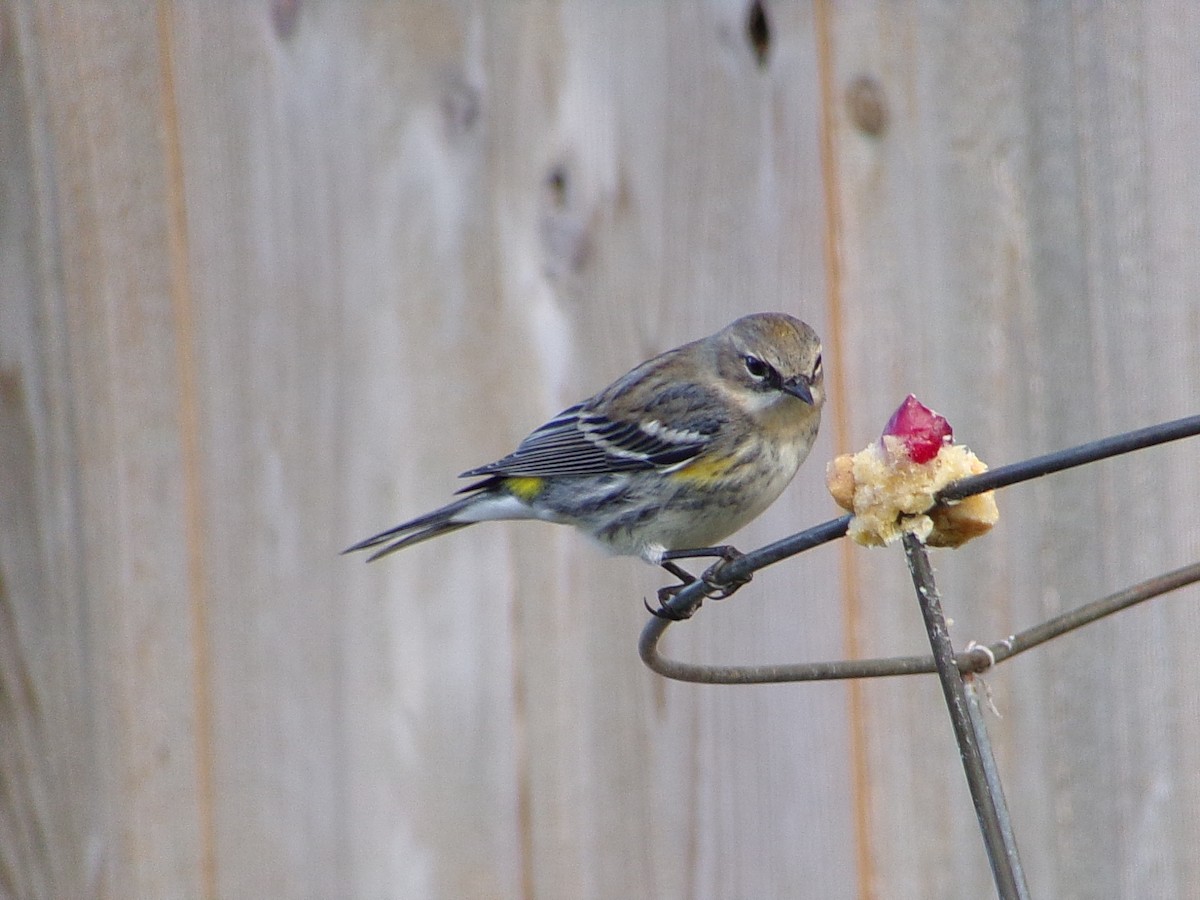 Yellow-rumped Warbler (Myrtle) - ML646453877