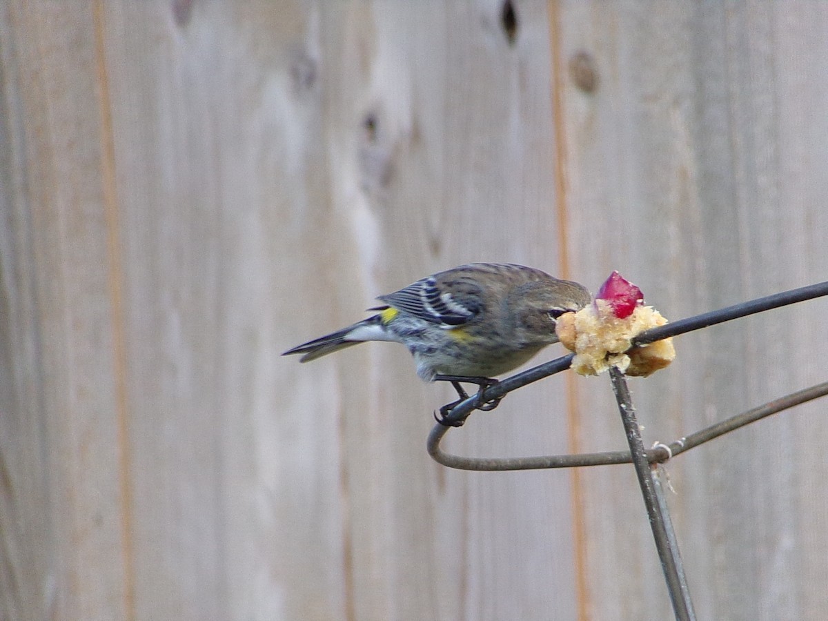 Yellow-rumped Warbler (Myrtle) - ML646453878