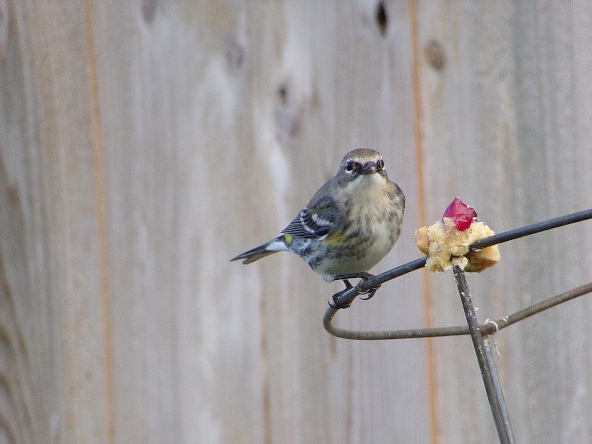 Yellow-rumped Warbler (Myrtle) - ML646453882