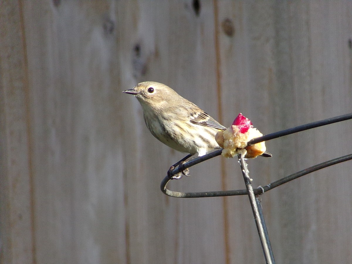 Yellow-rumped Warbler (Myrtle) - ML646453883